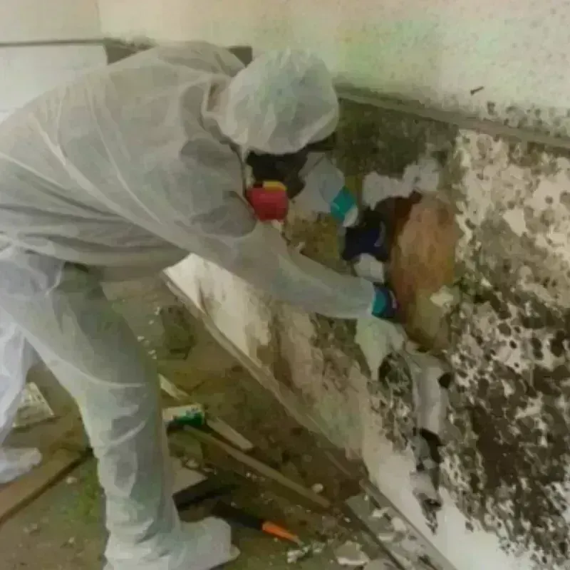 Mold Remediation and Removal in Rollingwood, TX